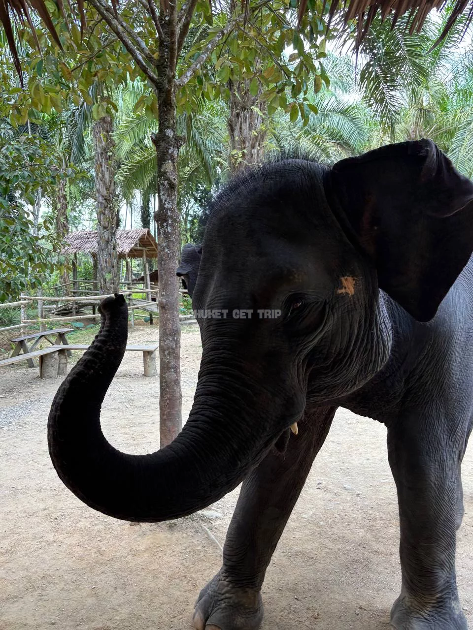 Као Лак + купание со слоном